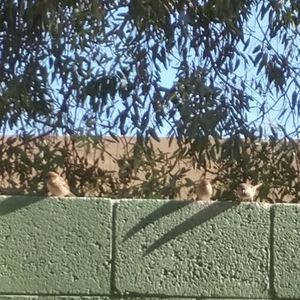 Meet your Posher, Frances